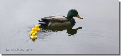 Modlisme Canard cancanant - Les Copains D'A-BORD